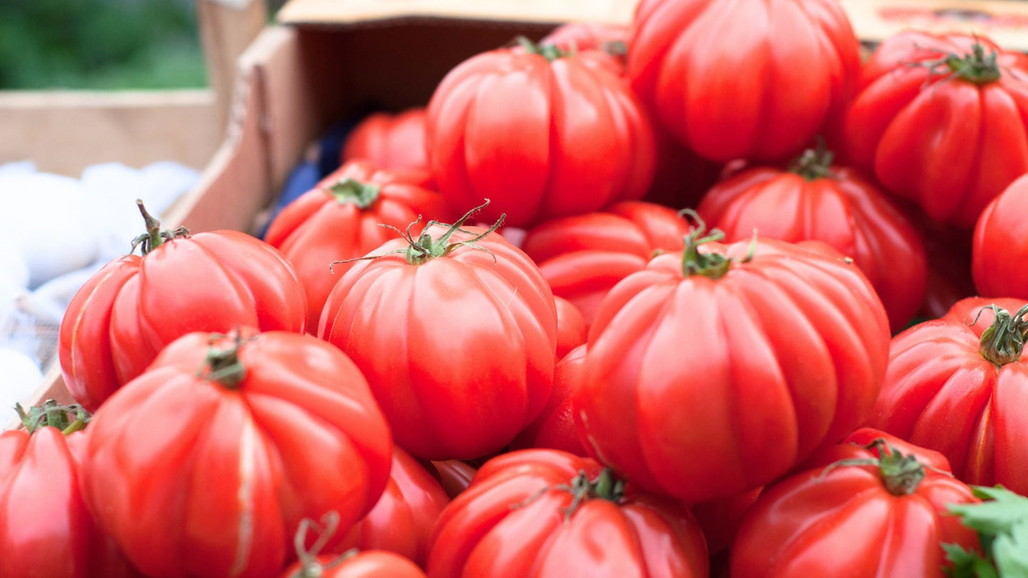 Tomaten | Fleischtomaten | 500 g